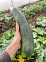 Calabacín ecológico - Imagen 3
