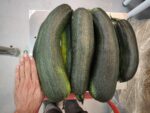 Calabacín ecológico - Imagen 2