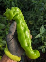 Pimientos italianos ecológicos - Imagen 2