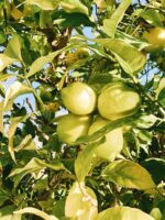 Limón ecológico - Imagen 2