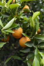 Naranja ecológica - Imagen 2