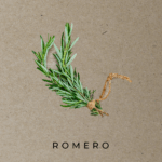 Romero ecológico Manojo