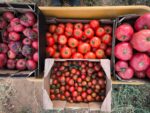 Tomate rama eco - Imagen 2